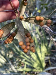 Belonocnema fossoria