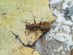 Polistes jokahamae