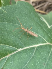 Protenor belfragei