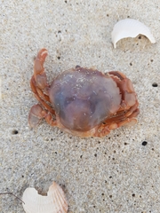 Polybius henslowii