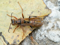 Polistes jokahamae