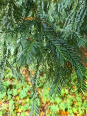 Taxus baccata