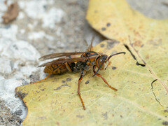 Polistes jokahamae
