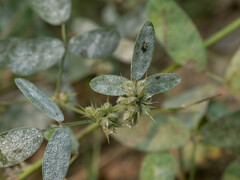Lespedeza daurica