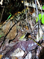 Chalcorana parvaccola