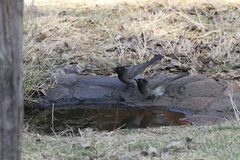 Pycnonotus nigricans superior