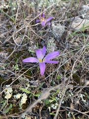 Colchicum filifolium