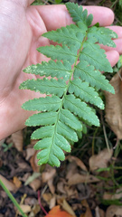 Dryopteris cristata