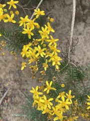 Euryops linifolius