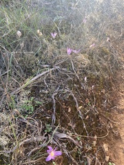 Colchicum filifolium