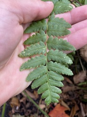 Dryopteris cristata