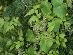 Clematis brevicaudata