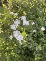 Spiraea dasyantha