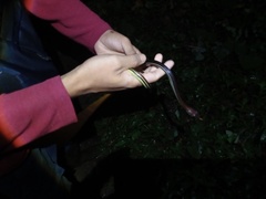 Dendrelaphis caudolineatus