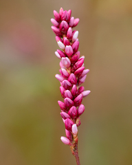 Persicaria extremiorientalis
