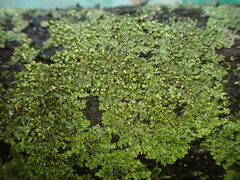 Phaeophyscia