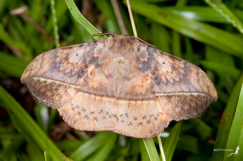 Apha horishana