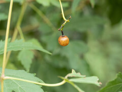 Ampelopsis aconitifolia