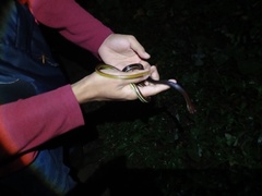 Dendrelaphis caudolineatus