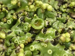Phaeophyscia