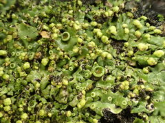 Phaeophyscia