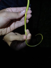 Dendrelaphis caudolineatus