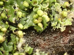 Phaeophyscia