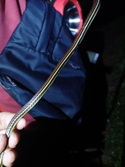 Dendrelaphis caudolineatus