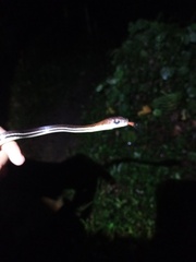 Dendrelaphis caudolineatus