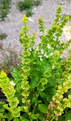 Ocimum
