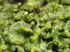 Phaeophyscia