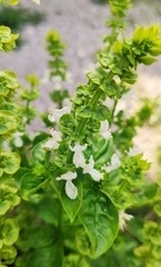 Ocimum