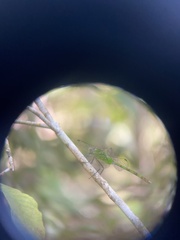 Erythemis vesiculosa