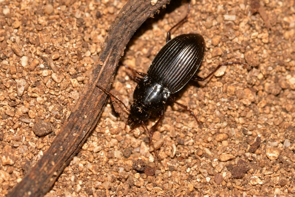 Prosopogmus suspectus