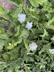 Spiraea dasyantha