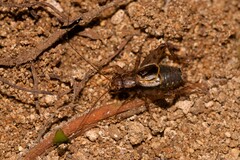 Phalangopsidae