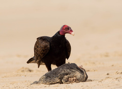 Spheniscus magellanicus