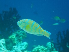 Scarus ghobban