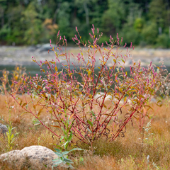 Persicaria extremiorientalis