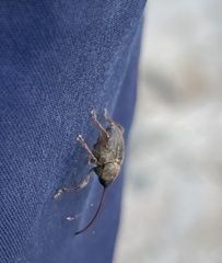 Curculio glandium