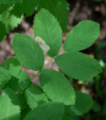 Fenusa ewaldi