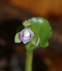 Triphora craigheadii