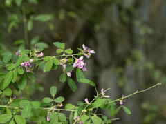 Lespedeza floribunda