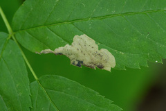 Fenusa ewaldi