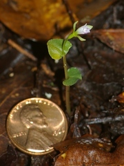 Triphora craigheadii