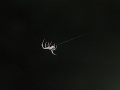 Uloborus