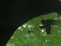 Uloborus
