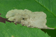 Fenusa ewaldi