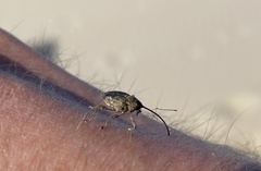 Curculio glandium