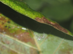 Uloborus